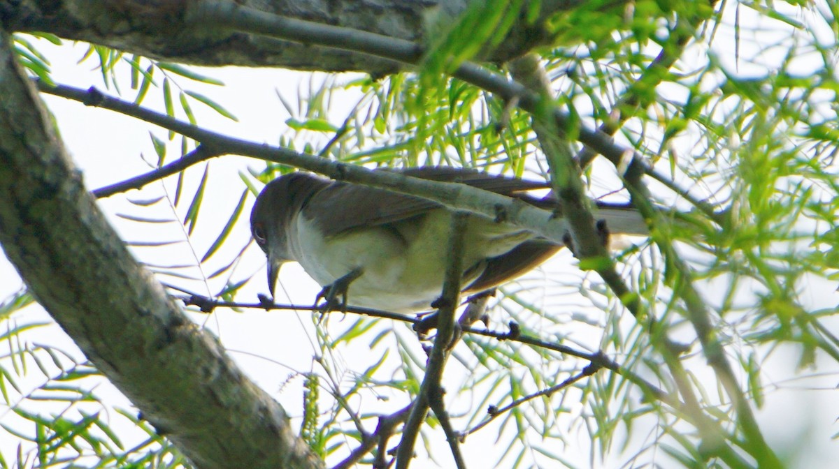 Black-billed Cuckoo - ML27593811