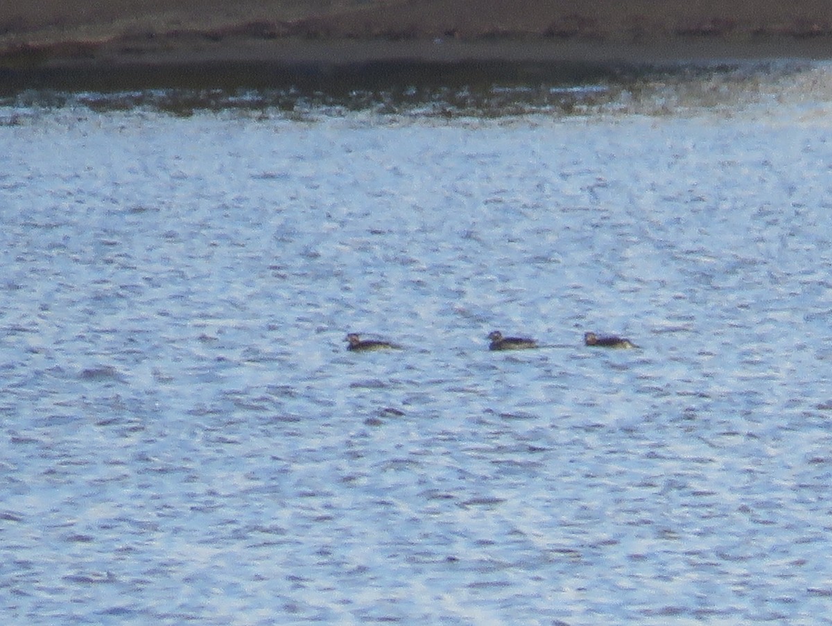 Long-tailed Duck - ML275938231