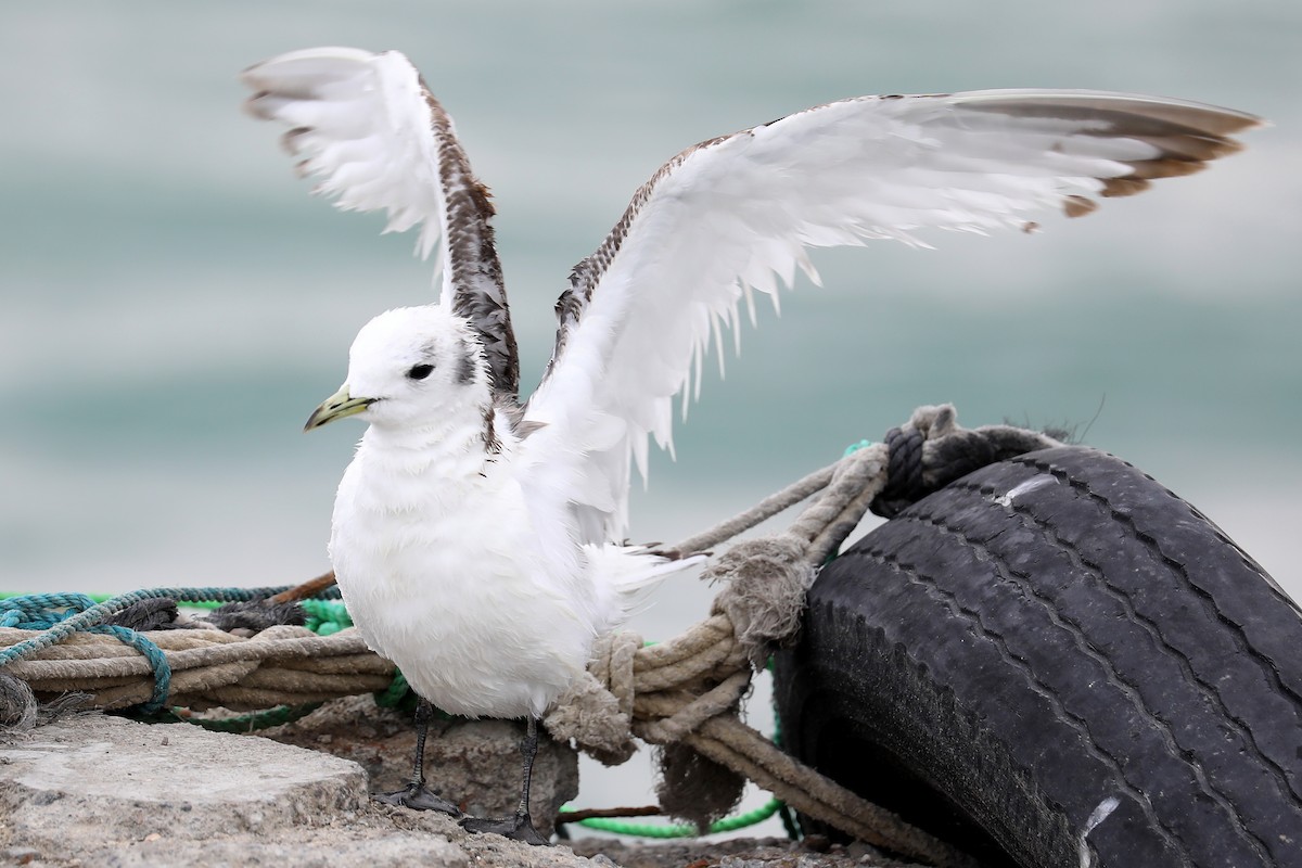 Black-legged Kittiwake - ML275945811