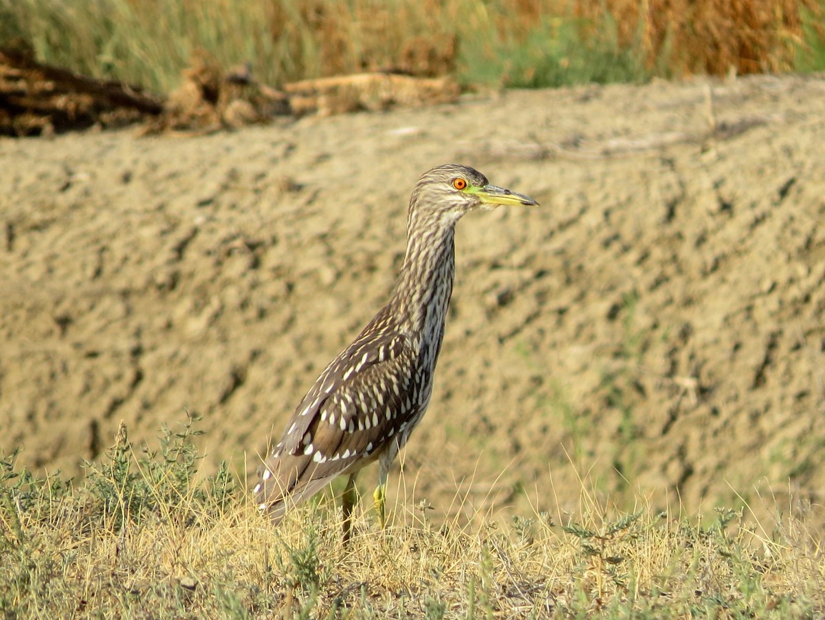 Black-crowned Night Heron - Todd Deininger