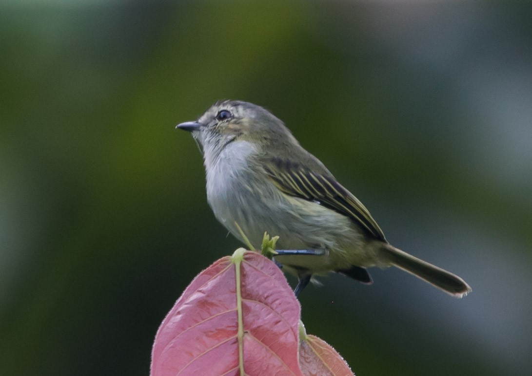 Mistletoe Tyrannulet - Isaias Morataya