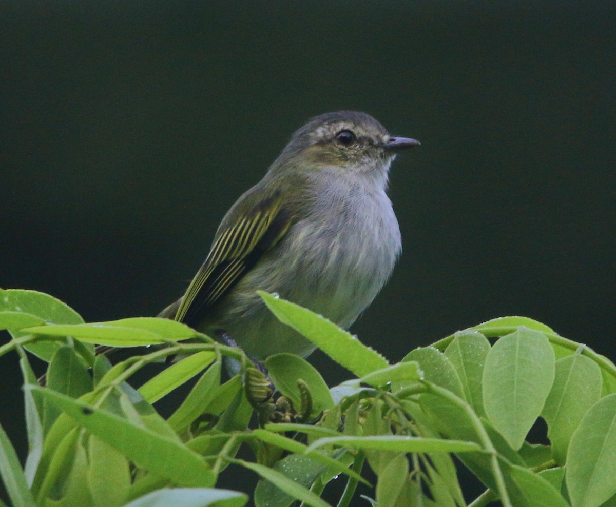 Mistletoe Tyrannulet - Isaias Morataya