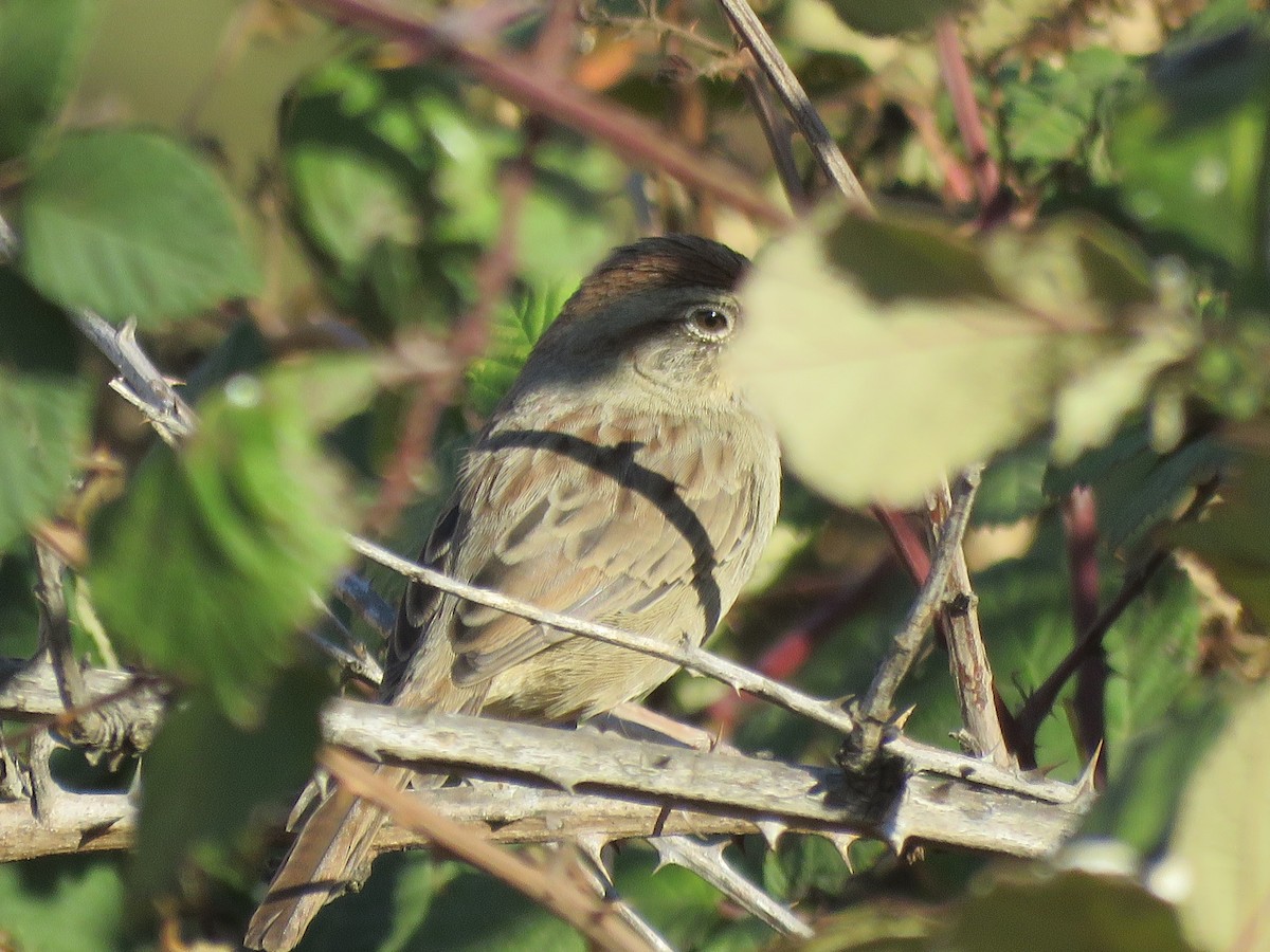 Rufous-crowned Sparrow - ML275948271