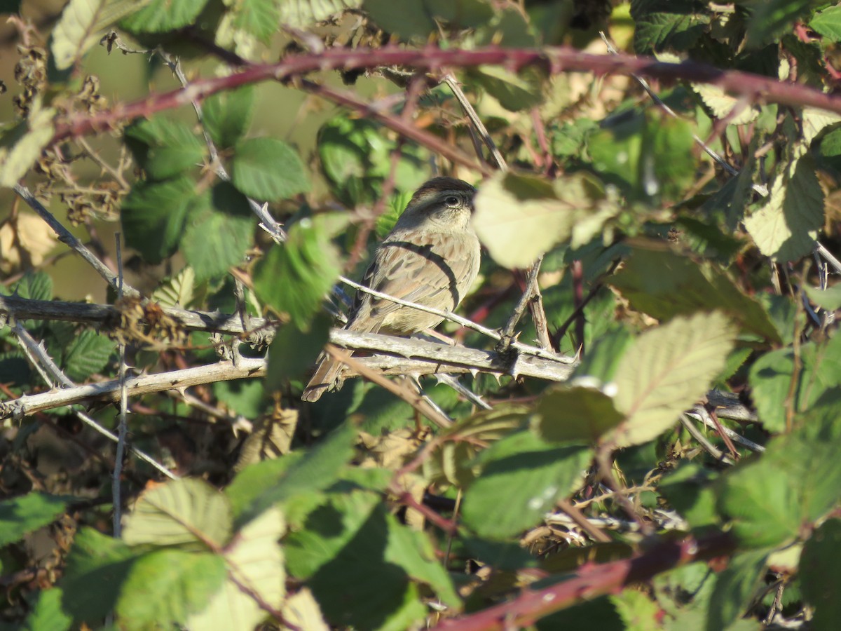 Rufous-crowned Sparrow - ML275948281
