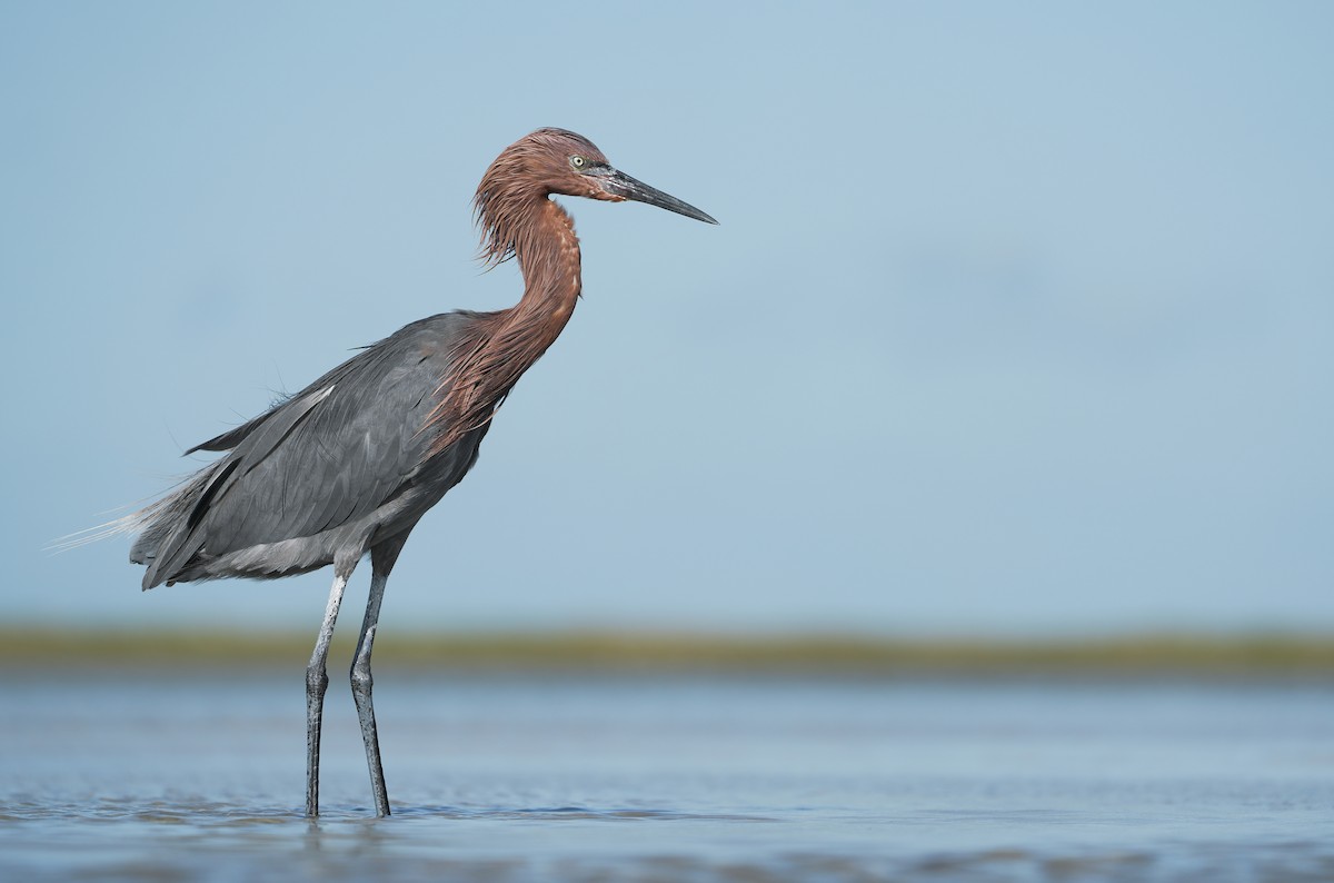 Reddish Egret - Anonymous