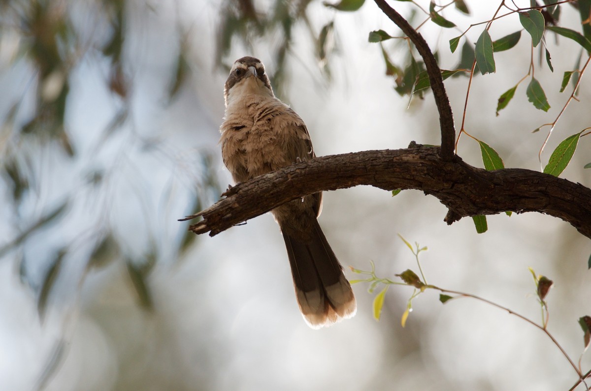 White-browed Babbler - ML275949521