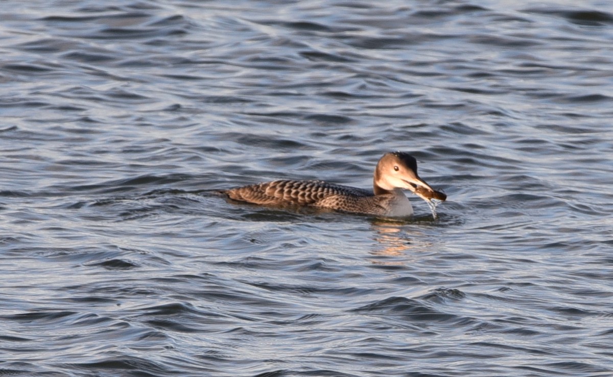 Common Loon - Glenn Dunmire