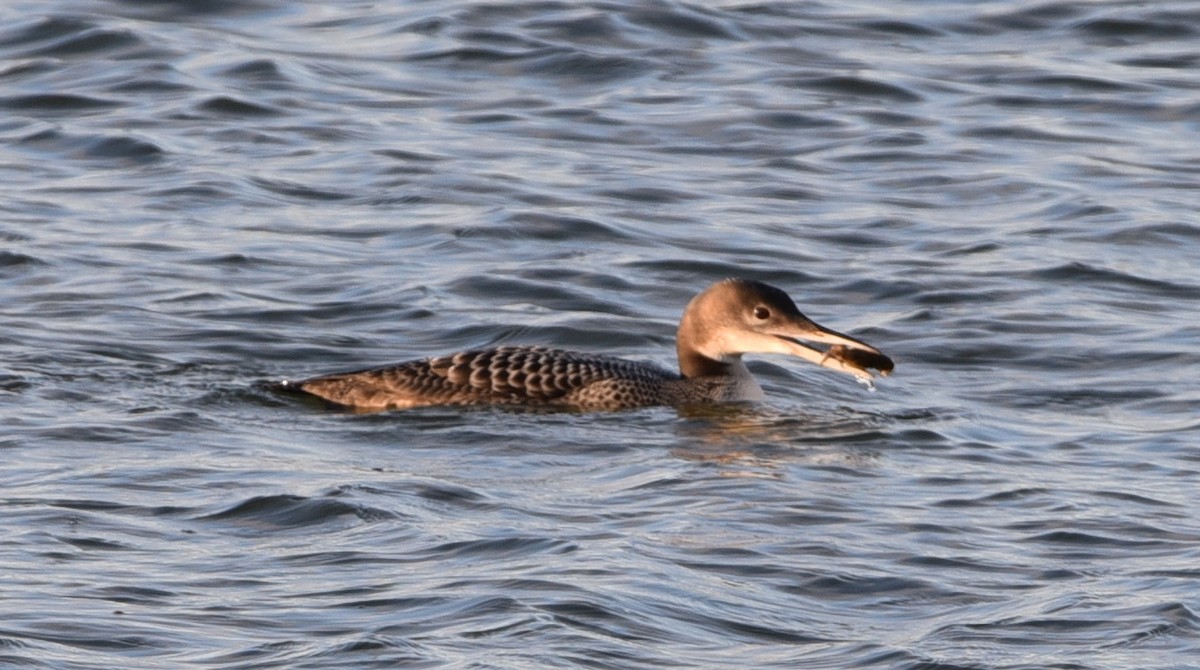 Common Loon - Glenn Dunmire