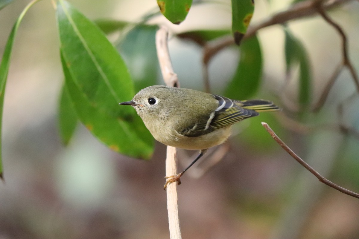 Ruby-crowned Kinglet - ML275950281