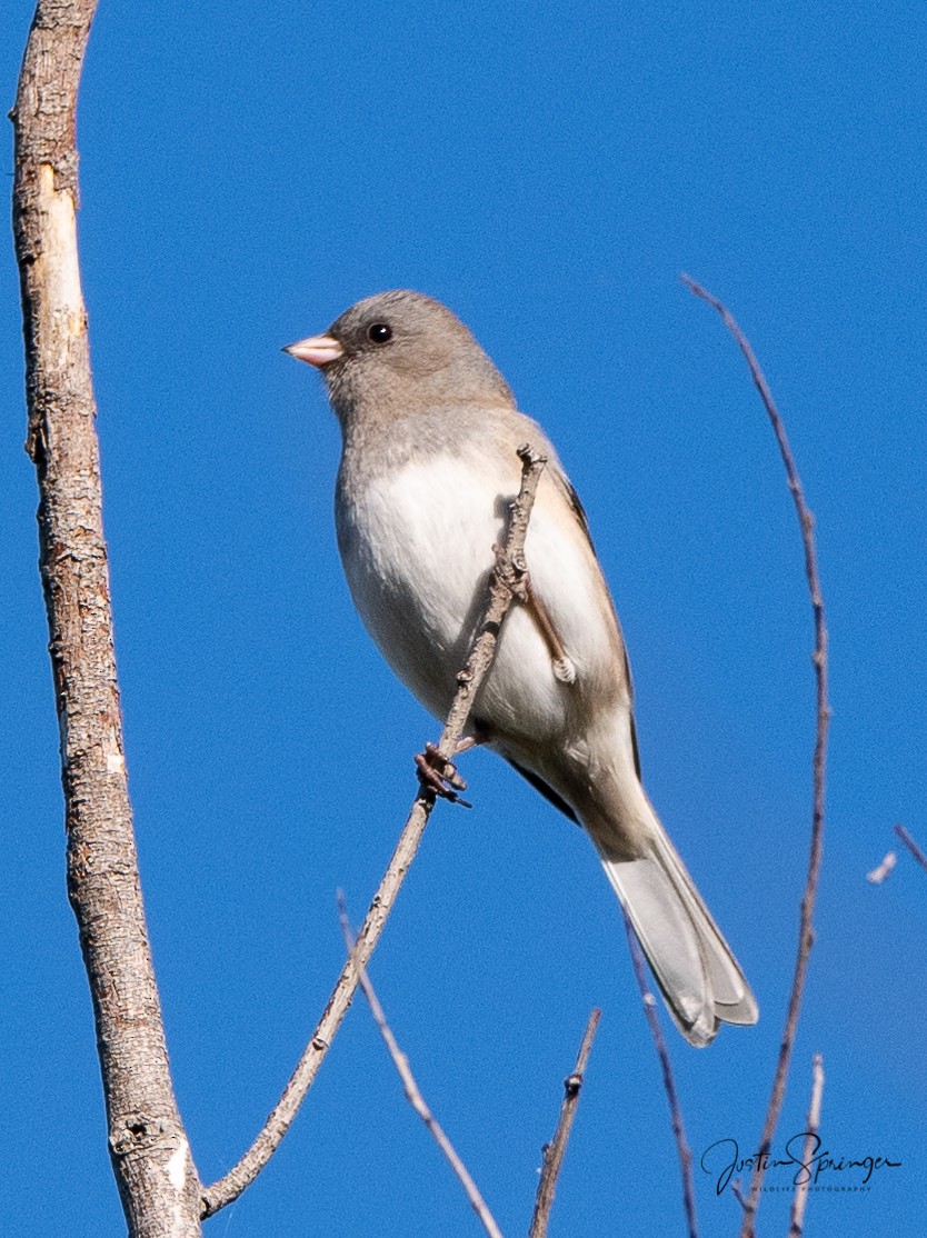 Junco ardoisé - ML275950921