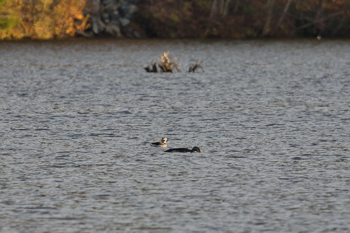 Long-tailed Duck - ML275950931