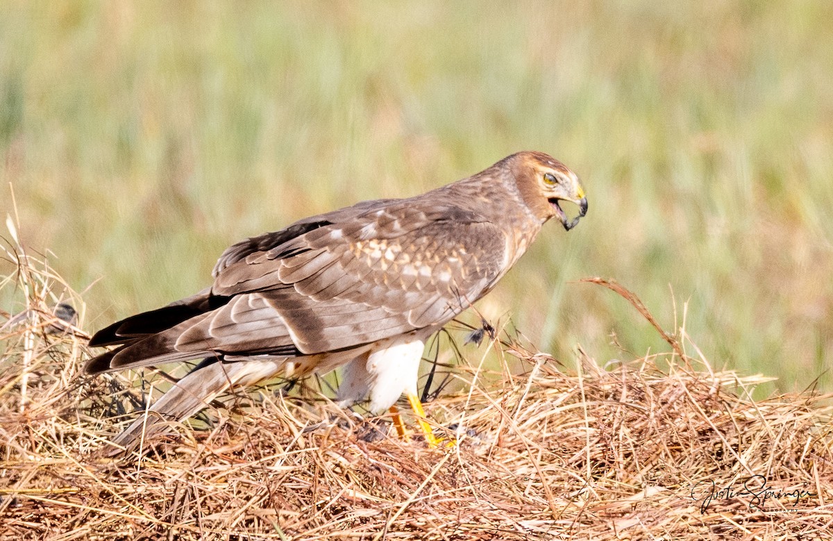 Northern Harrier - ML275951551