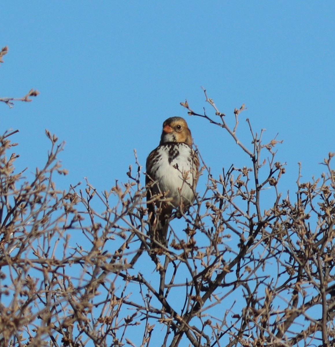 Harris's Sparrow - Anonymous