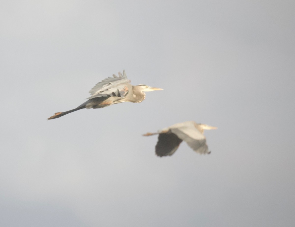 Great Blue Heron - ML275953161