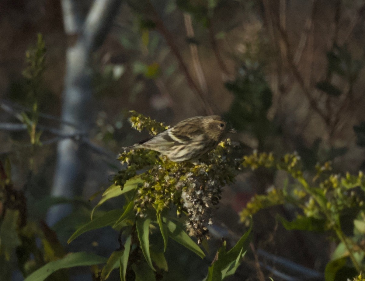 Pine Siskin - ML275953181