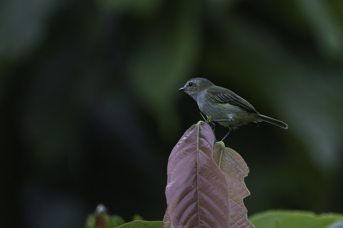 Mistletoe Tyrannulet - Jorge Eduardo Ruano