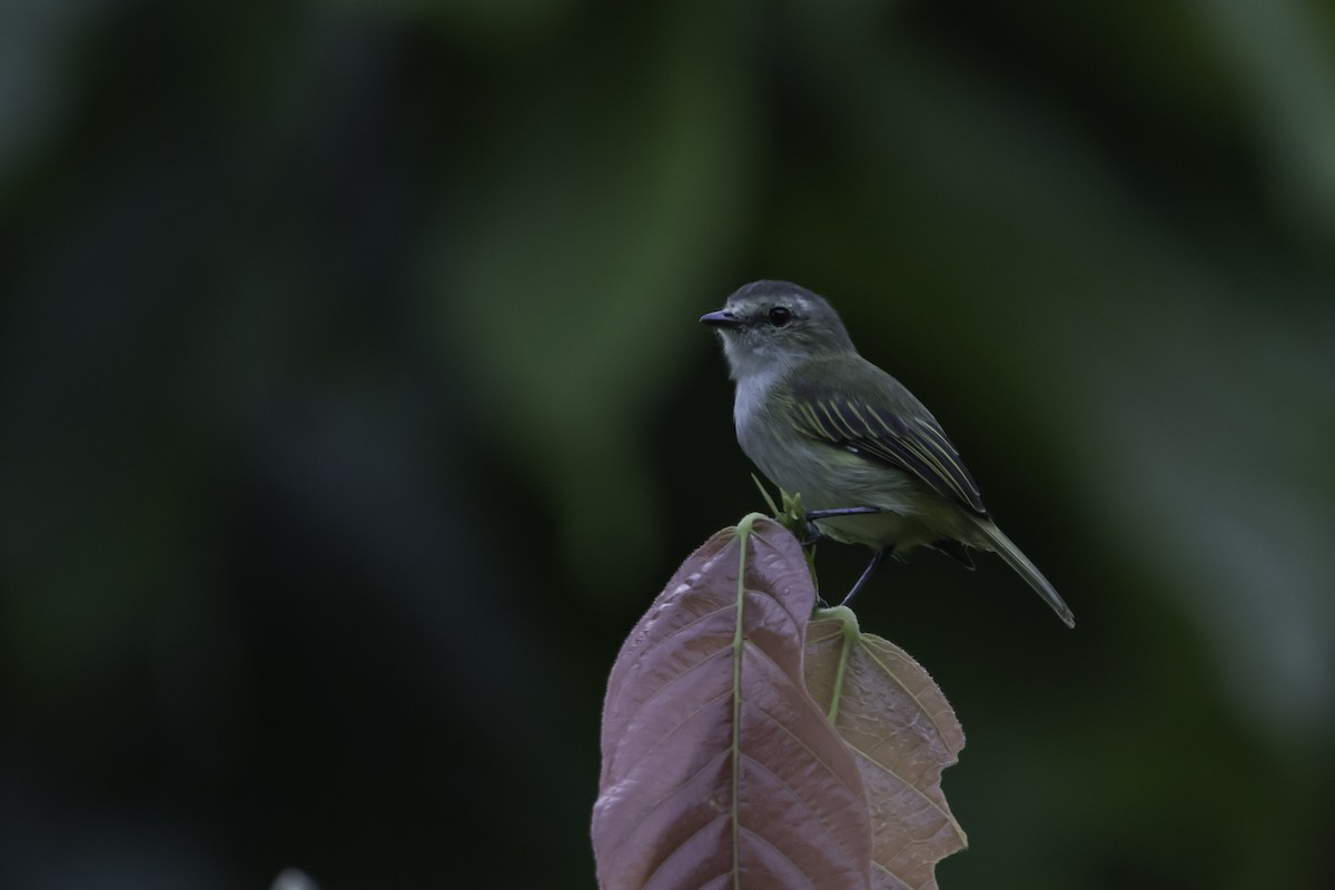 Mistletoe Tyrannulet - Jorge Eduardo Ruano