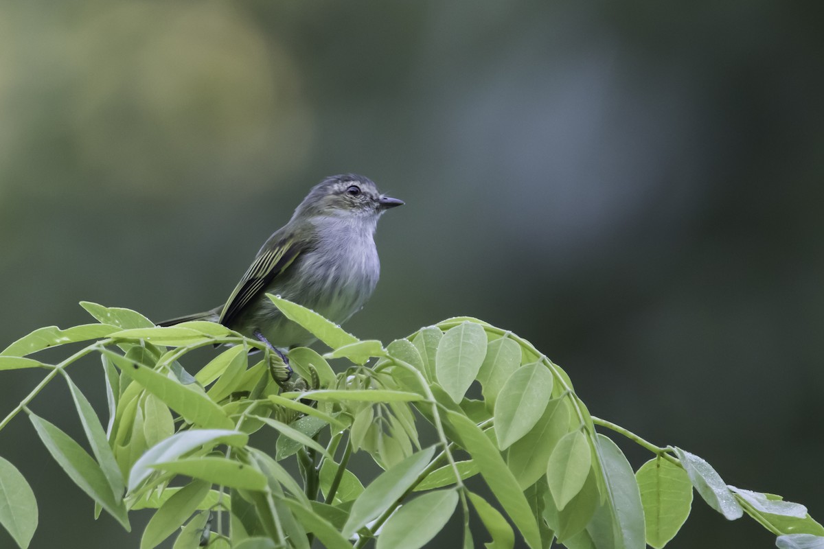 Mistletoe Tyrannulet - Jorge Eduardo Ruano