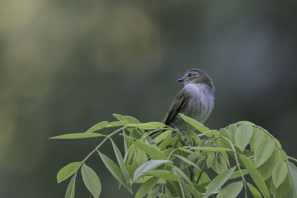 Mistletoe Tyrannulet - Jorge Eduardo Ruano