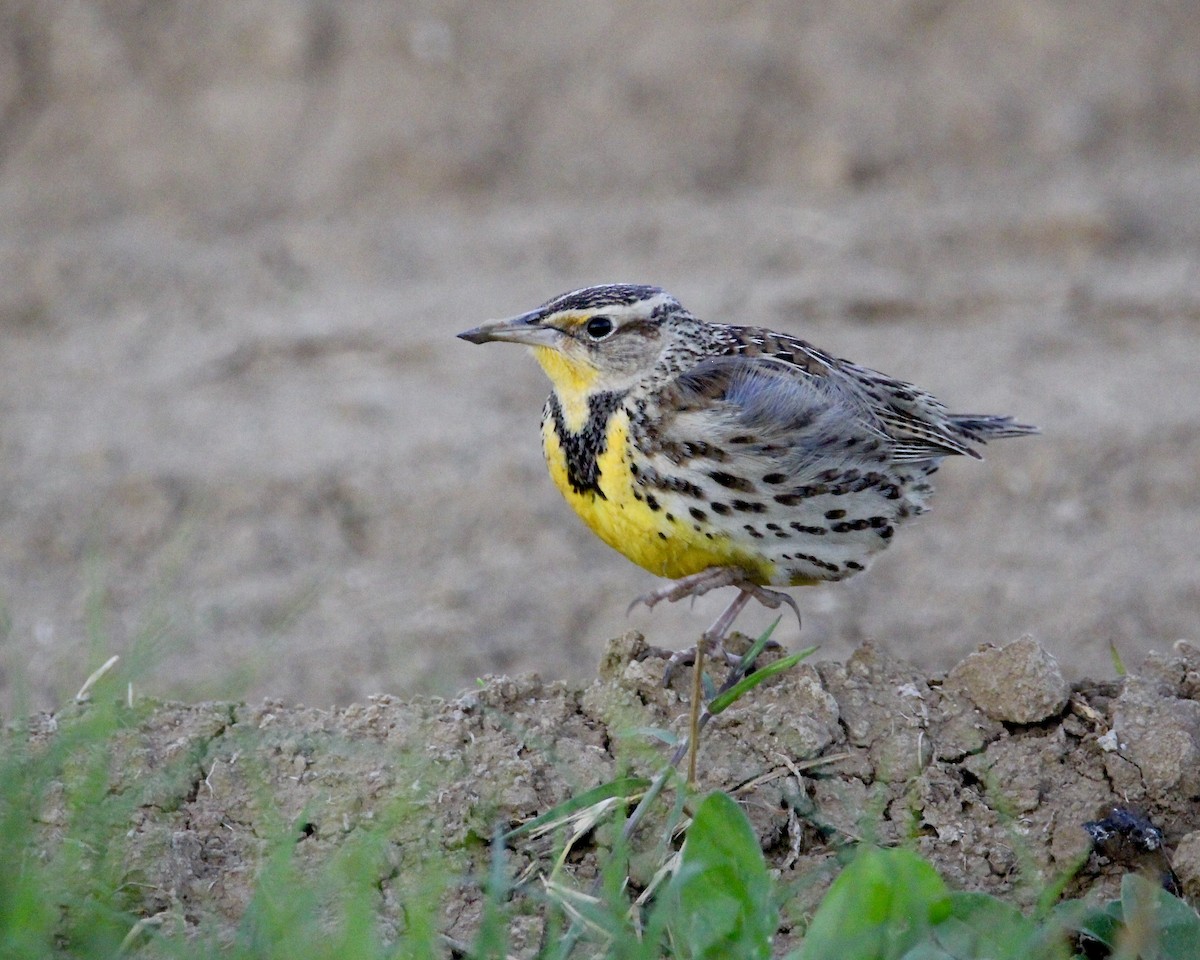 Western Meadowlark - ML275954221