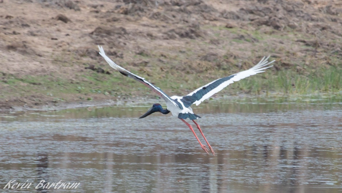 svarthalsstork - ML275957401