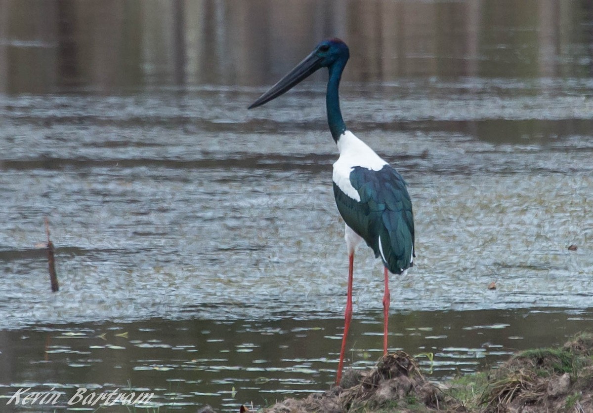 svarthalsstork - ML275957431