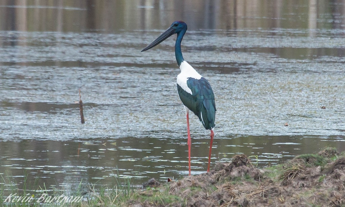 svarthalsstork - ML275957441