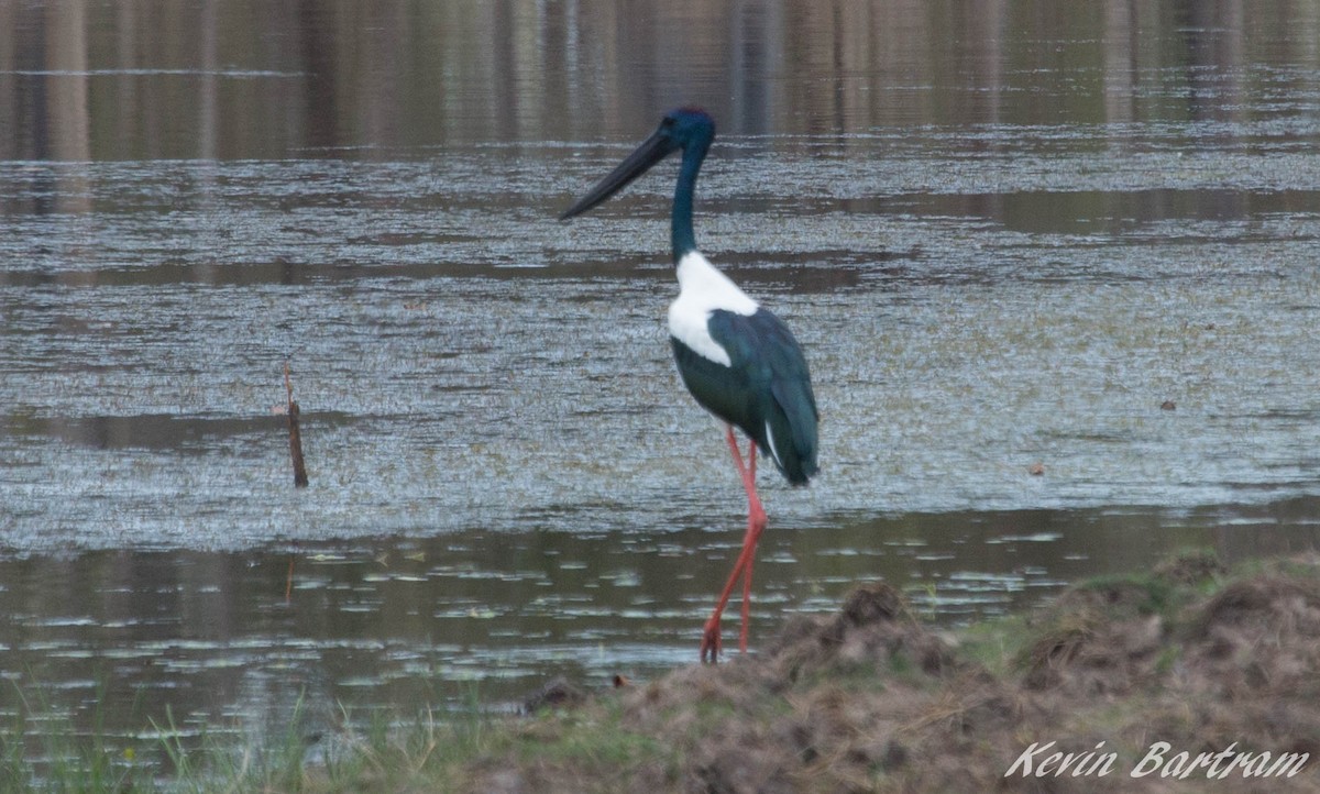 svarthalsstork - ML275957451