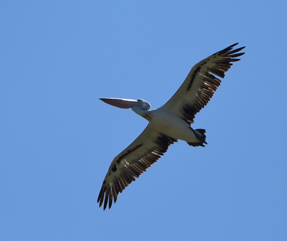 Australian Pelican - ML275958751