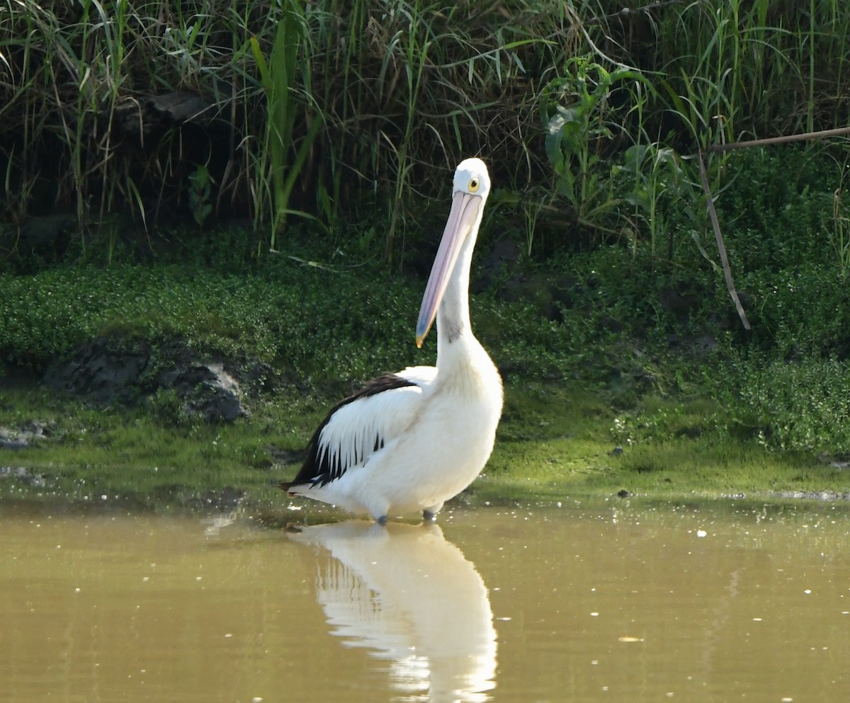 Australian Pelican - ML275958761