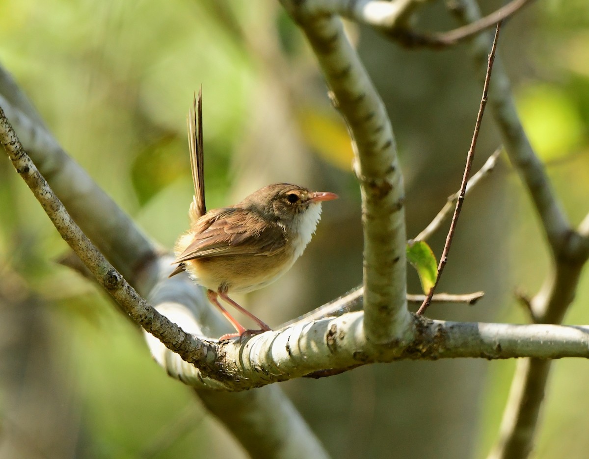 Red-backed Fairywren - Andy Gee