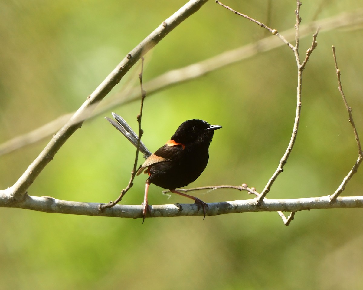 Red-backed Fairywren - Andy Gee