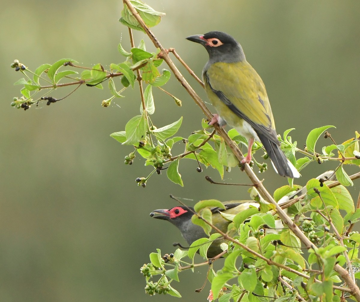 Australasian Figbird - ML275959421