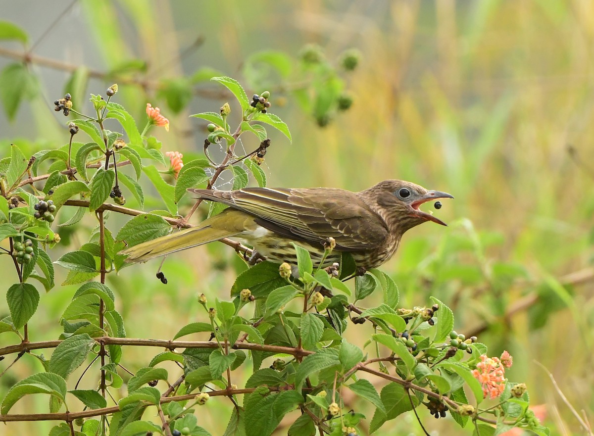 Australasian Figbird - ML275959441