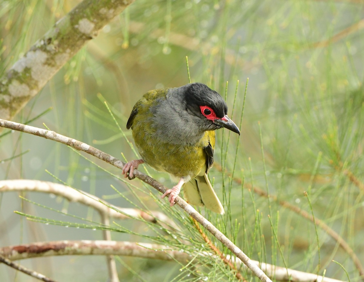 Australasian Figbird - ML275959461