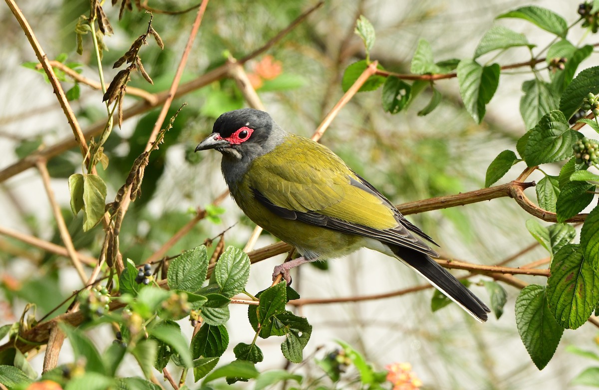Australasian Figbird - ML275959501