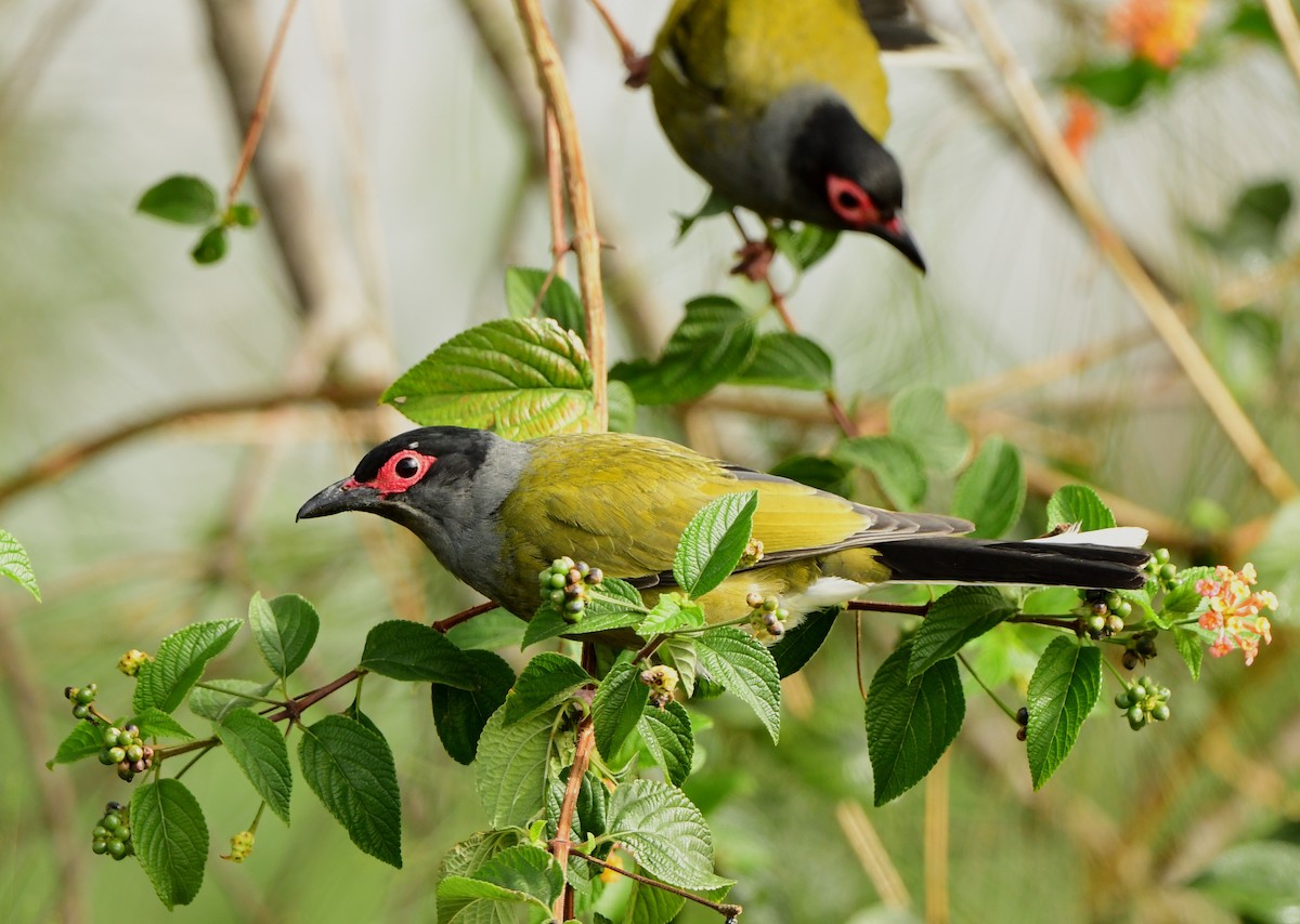 Australasian Figbird - ML275959511