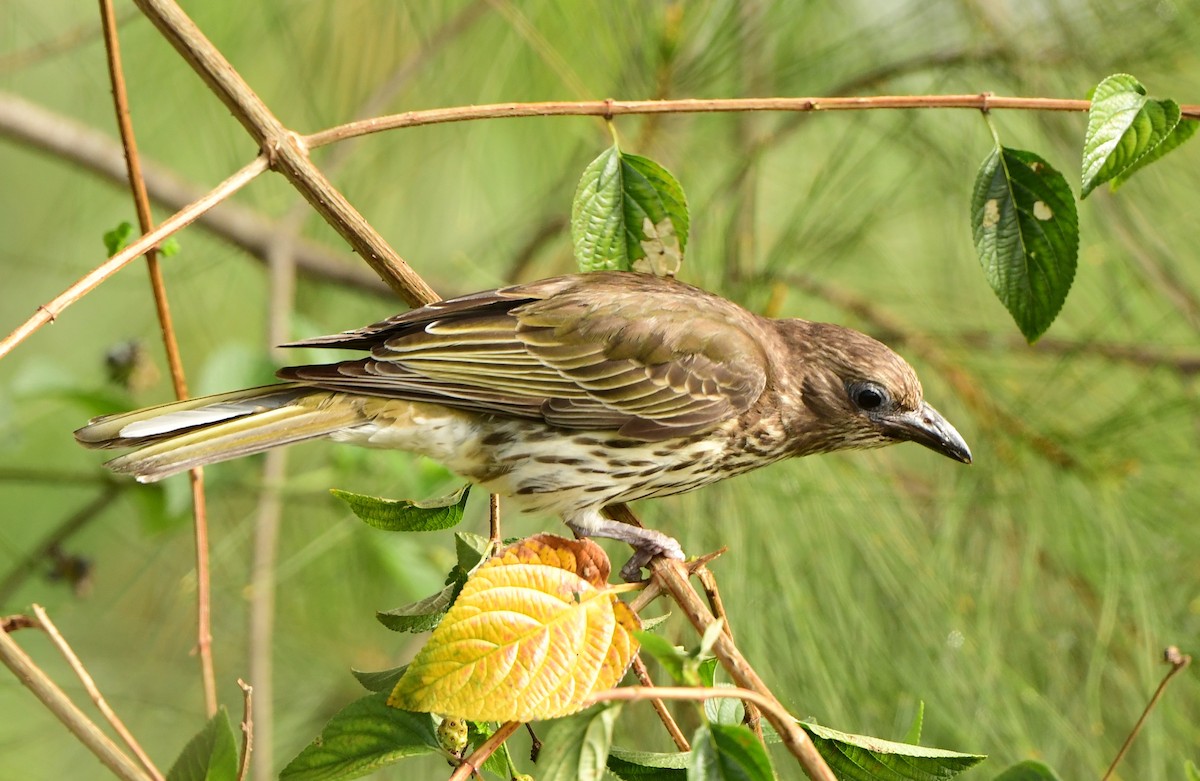 Australasian Figbird - ML275959531