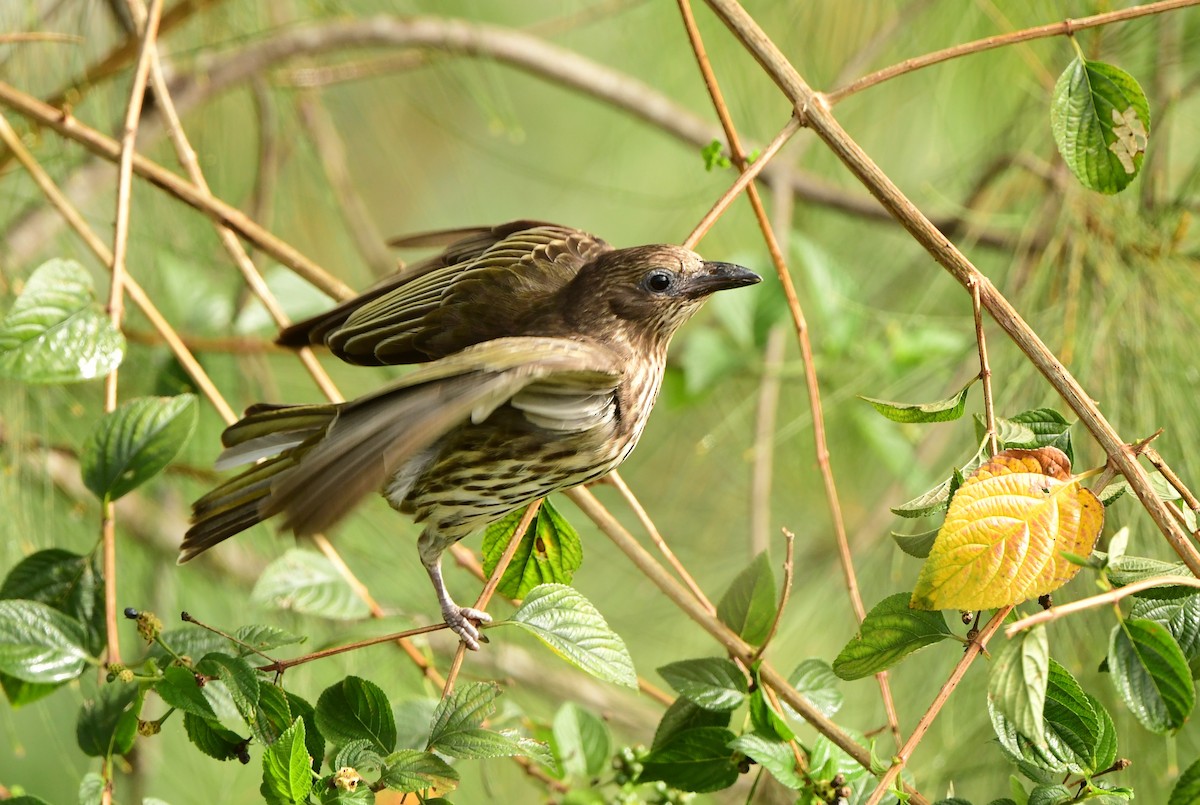 Australasian Figbird - ML275959541