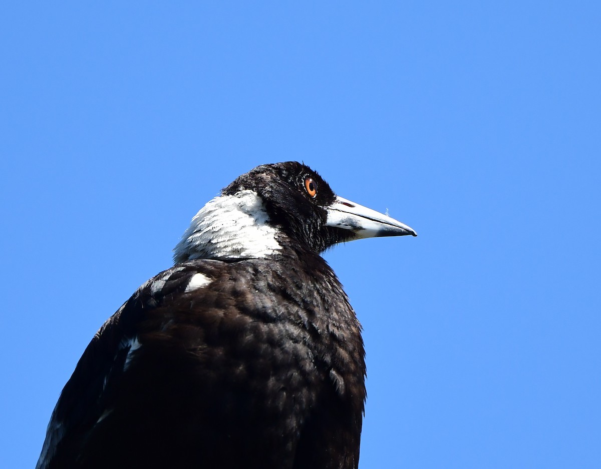 Australian Magpie - ML275959571