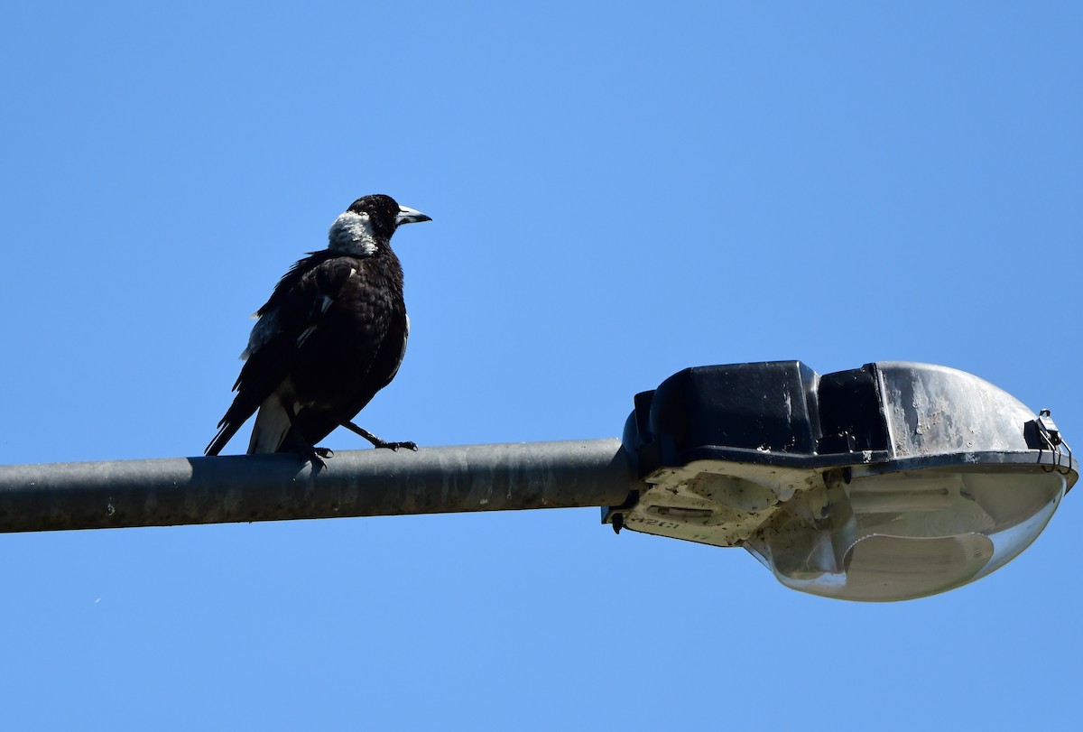 Australian Magpie - ML275959591