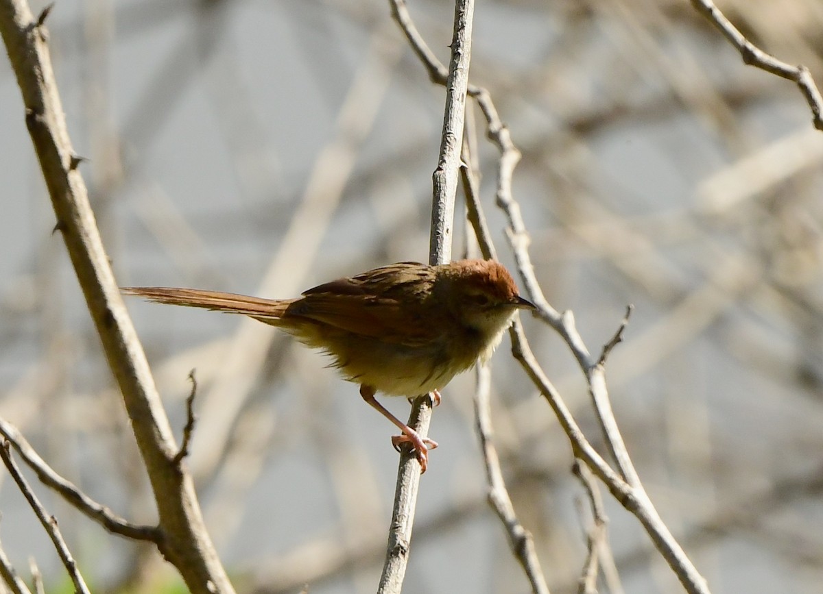 Tawny Grassbird - Andy Gee