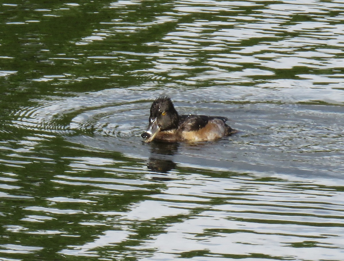 Ring-necked Duck - ML275960331