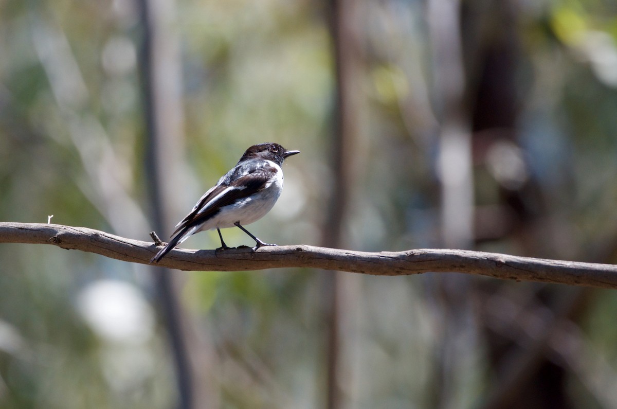 Hooded Robin - ML275962261