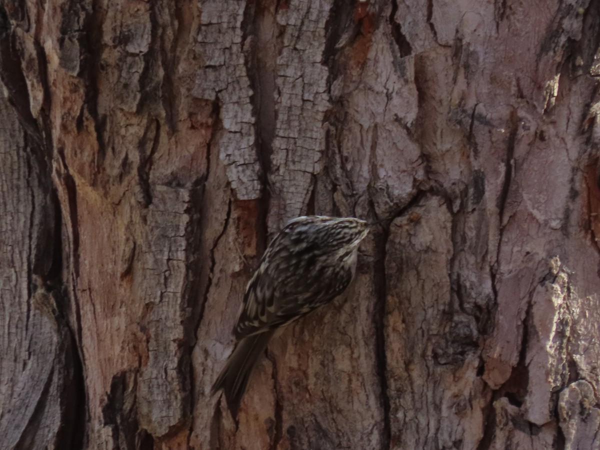 Brown Creeper - ML275964051