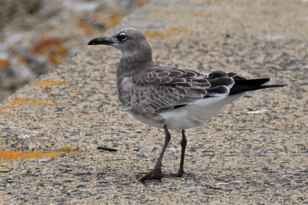 Laughing Gull - Derek Hudgins