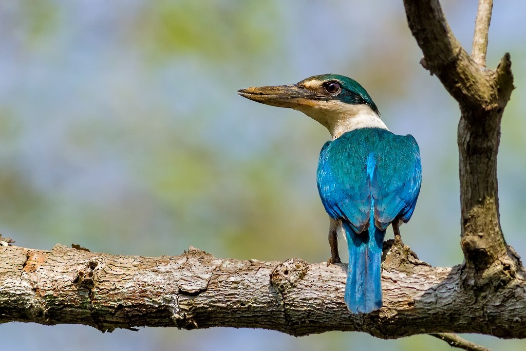 Collared Kingfisher - ML27596511