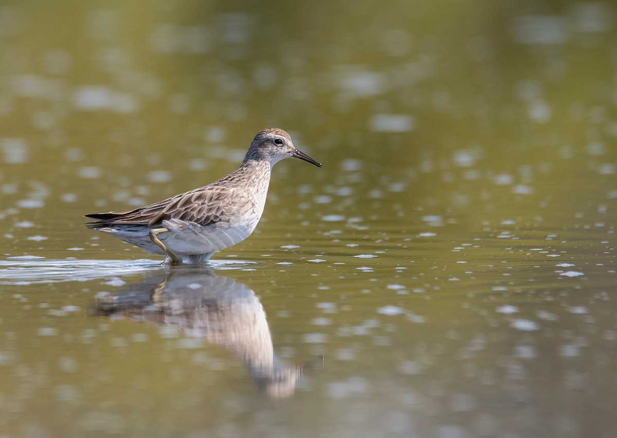 Sharp-tailed Sandpiper - ML275965351