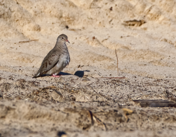 Common Ground Dove - Tamalyn Block Wortham