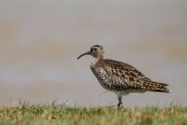 Eurasian Whimbrel - ML27596571